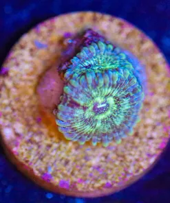 Wysiwyg Pineapple Explosion Frag [F46]