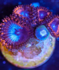 Wysiwyg Blue Mouth Webslinger Zoa Frag [F47]