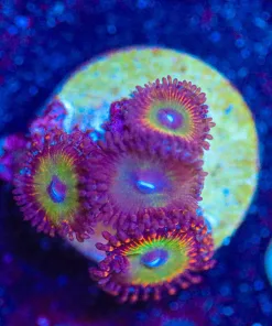 Wysiwyg Candy Apple  Zoa Frag [F50]
