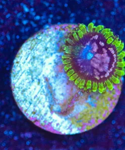 Wysiwyg Purple Monster Zoa Frag [F53]