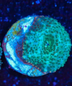 Wysiwyg Discosoma Mushroom Frag [F61]