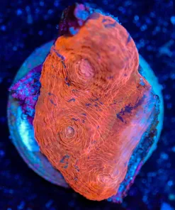 Wysiwyg Chalice Frag [F62]