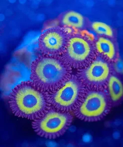 Wysiwyg Zoanthid Frag [F66]