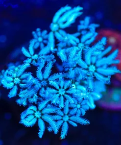 Wysiwyg Blue Pipe Organ Frag [F67]