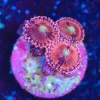 Wysiwyg Zoanthid Frag [F68]