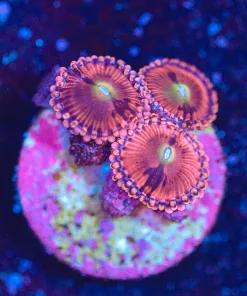 Wysiwyg Zoanthid Frag [F68]
