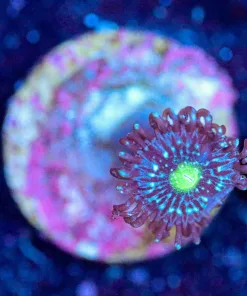 Wysiwyg Blue Constellation Zoa Frag [F69]
