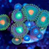 Wysiwyg Zoa Frag [F70]