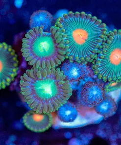 Wysiwyg Zoa Frag [F70]