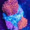 Wysiwyg Interstellar Mushroom Frag 2x [F71] *Free shipping minimum $199 livestock spend*