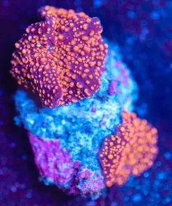 Wysiwyg Interstellar Mushroom Frag 2x  [F71]