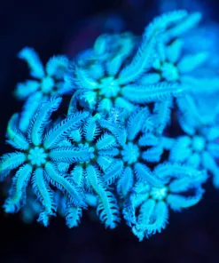 Wysiwyg Pipe Organ Frag [F76]