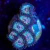 Wysiwyg Zoanthid Frag [F78]