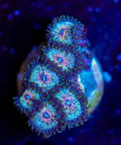 Wysiwyg Zoanthid Frag  [F78]