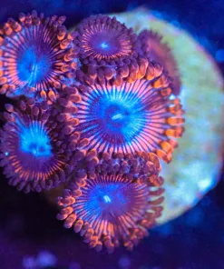 Wysiwyg Blue Mouth Webslinger Frag [F80]