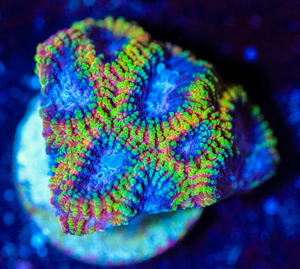 Frag Box Corals
