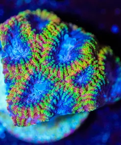 Wysiwyg Yellow Submarine Favia Frag [F83]