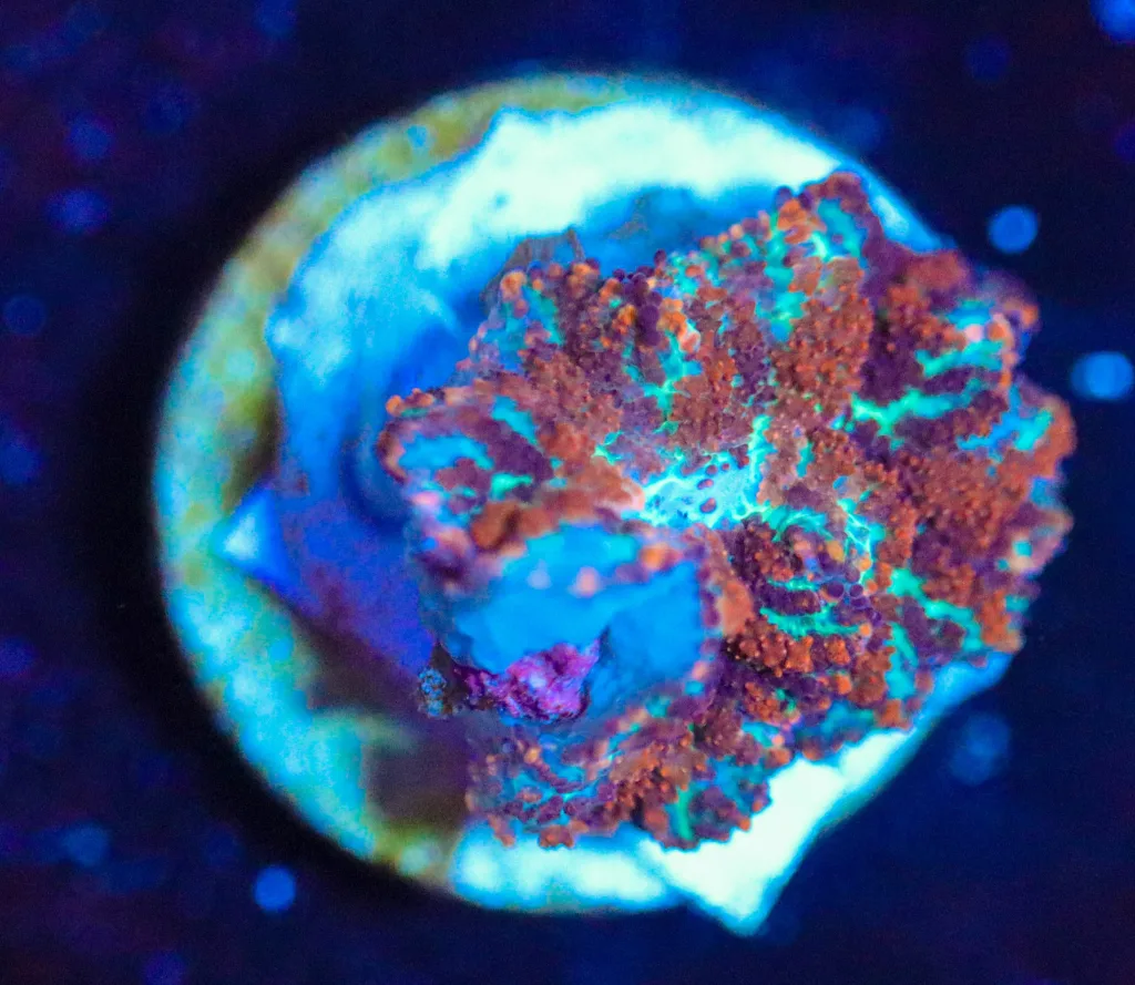 Frag Box Corals