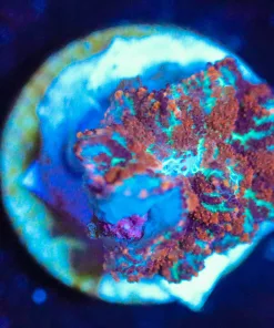 Wysiwyg Mushroom Frag [F84]