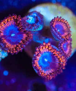 Wysiwyg Zoanthid Frag [F86]