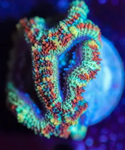 Wysiwyg Acan Frag   [F87]