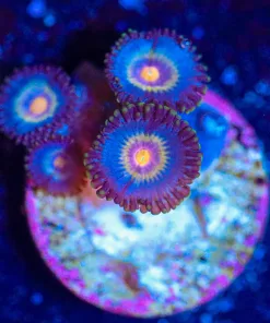 Wysiwyg Zoanthid Frag  [F91]