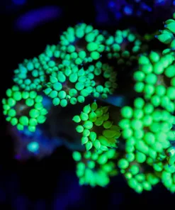 Wysiwyg  Matcha Goniopora Frag [F93]