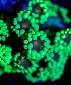 Wysiwyg  Matcha Goniopora Frag [F94]