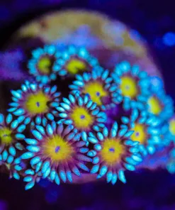 Wysiwyg  Goniopora Frag  [F95]