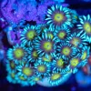 WYSIWYG Goniopora Frag [F97]