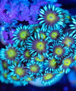 WYSIWYG Goniopora Frag [F97]