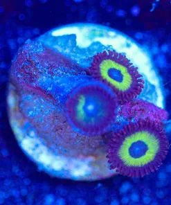 Wysiwyg Zoanthid Frag [F101]