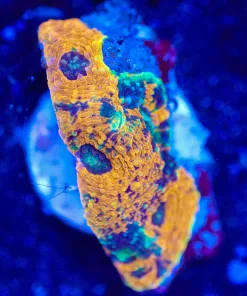 Wysiwyg Marbled Acan Echinata Frag [F102]