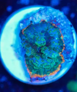 Wysiwyg Rhodactis Mushroom Frag [F105]
