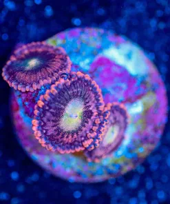 Wysiwyg Zoanthid Frag [F106]