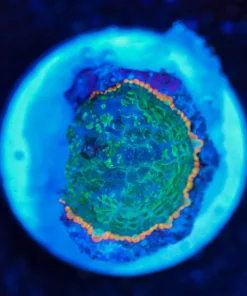 Wysiwyg Rhodactis Mushroom Frag [F107]