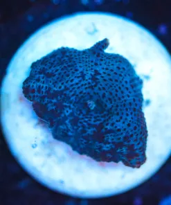 Wysiwyg Discosoma Mushroom Frag [F112]