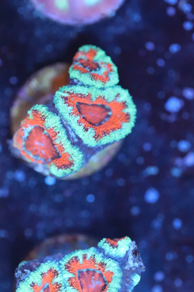 Frag Box Corals
