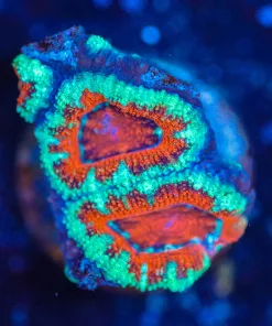 Wysiwyg Acan Frag [F117]