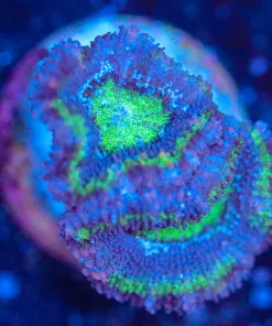 Wysiwyg  Acan Frag  [F118]