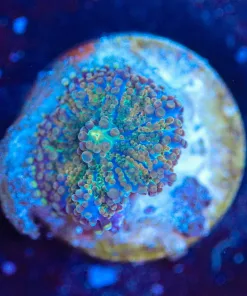 Wysiwyg  Ricordea Mushroom Frag  [F119]