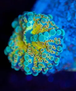 Wysiwyg  Ricordea Yuma Mushroom [F127]