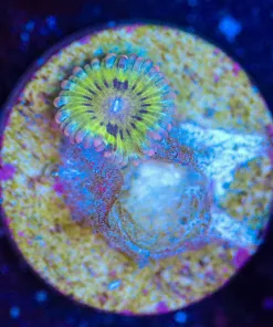 Wysiwyg Chiquita Zoa Frag [F129]