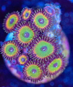 Wysiwyg  candy Apple Zoa Frag [F132]