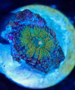 Wysiwyg Ricordea Mushroom Frag [F133]