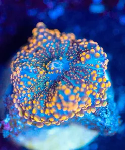 Wysiwyg Ricordea Mushroom [F134]