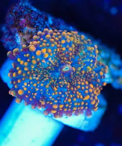 Wysiwyg Ricordea Mushroom Frag  [F135]