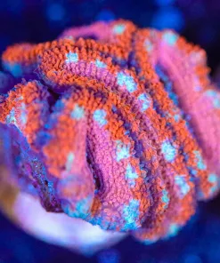 Wysiwyg Acan Frag [F137]