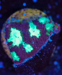 Wysiwyg Favia Frag [F139]