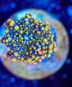 Wysiwyg Ricordea Yuma Mushroom Frag [F140]